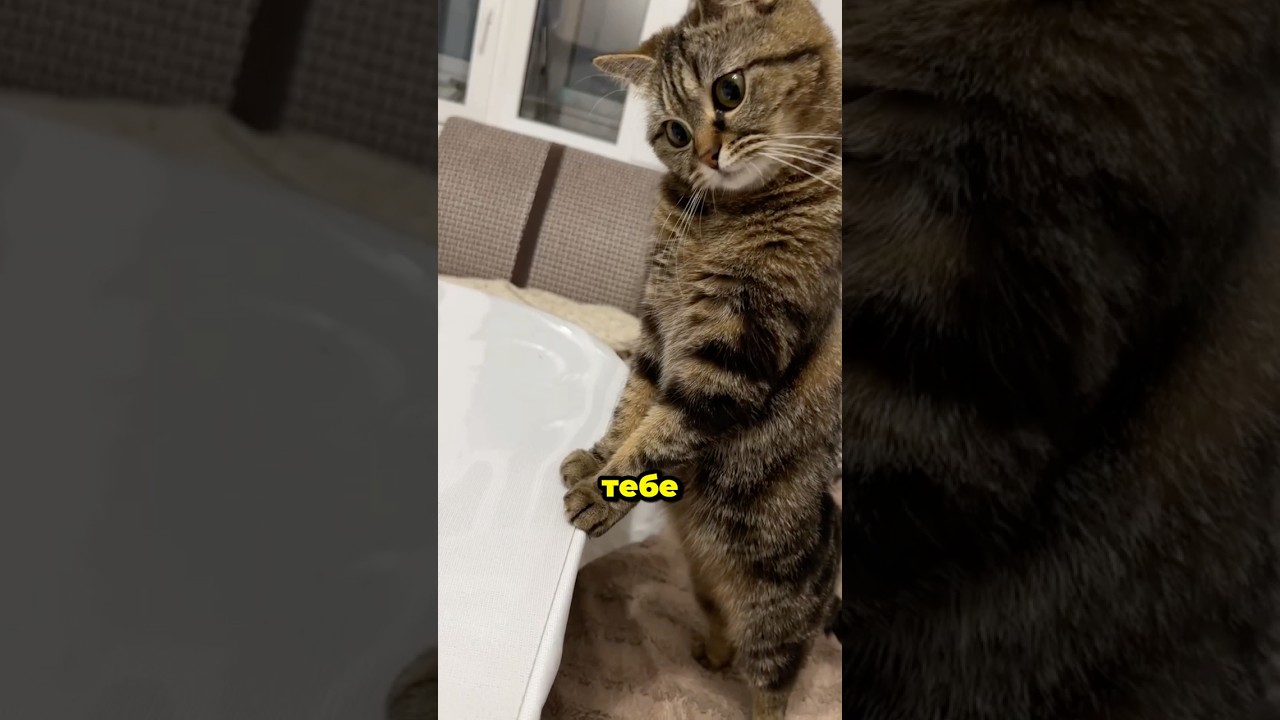 This is unforgivable. Video by: @da_nevazhno_kto Funny comments.