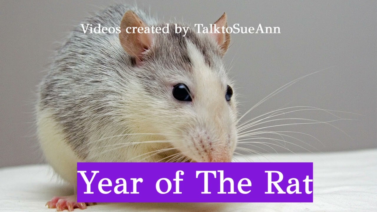 Year of the Rat, or Năm T&yacute; in Vietnamese Zodiac - 1936, 1948, 1960, 1972, 1984, 1996, 2008 and 2020