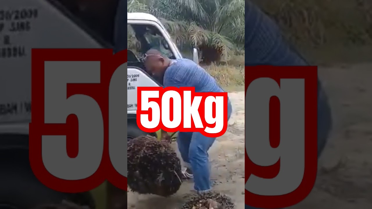 50kg FFB achieved  with PURE NATURAL SOS ORGANIC FERTILIZER .