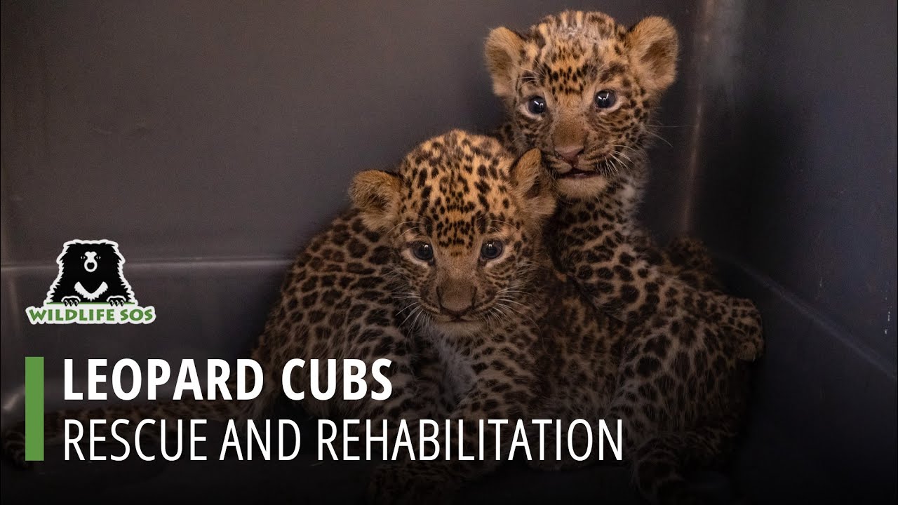 Lost Leopard Cubs And Mother Enjoy A Heartwarming Reunion