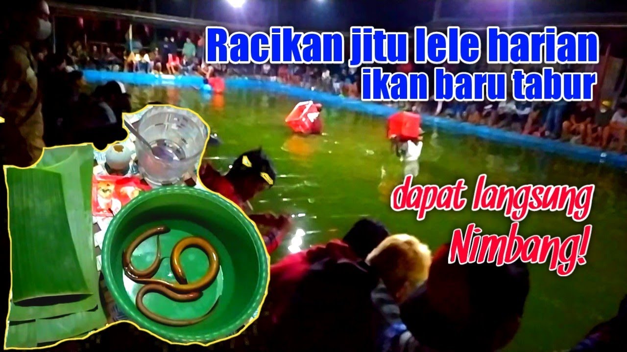 Cara ampuh meracik umpan lele galatama ikan baru tabur media belut