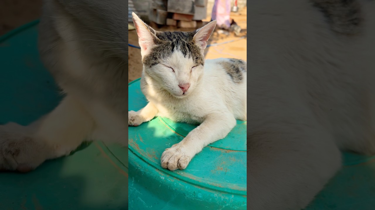 kitten meowing to attract cats