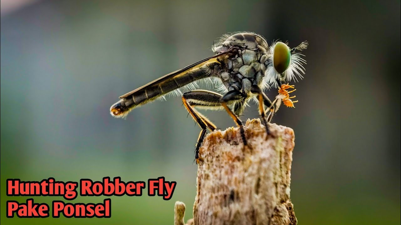 Hunting Pake Lensbong HP Sony 25mm di Sarang Robber Fly | Lensbong HP