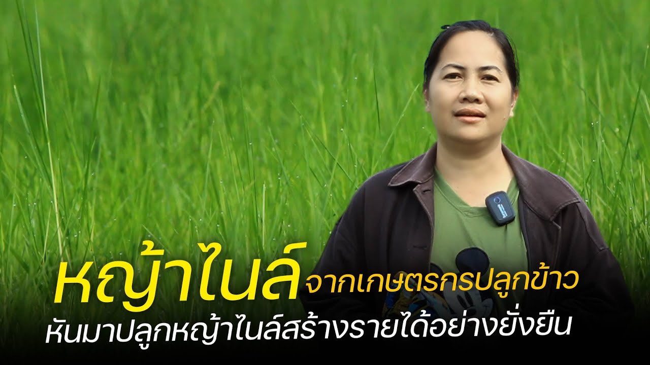 จากเกษตรกรปลูกข้าวหันมาปลูกหญ้าไนล์สร้างรายได้อย่างยั่งยืน