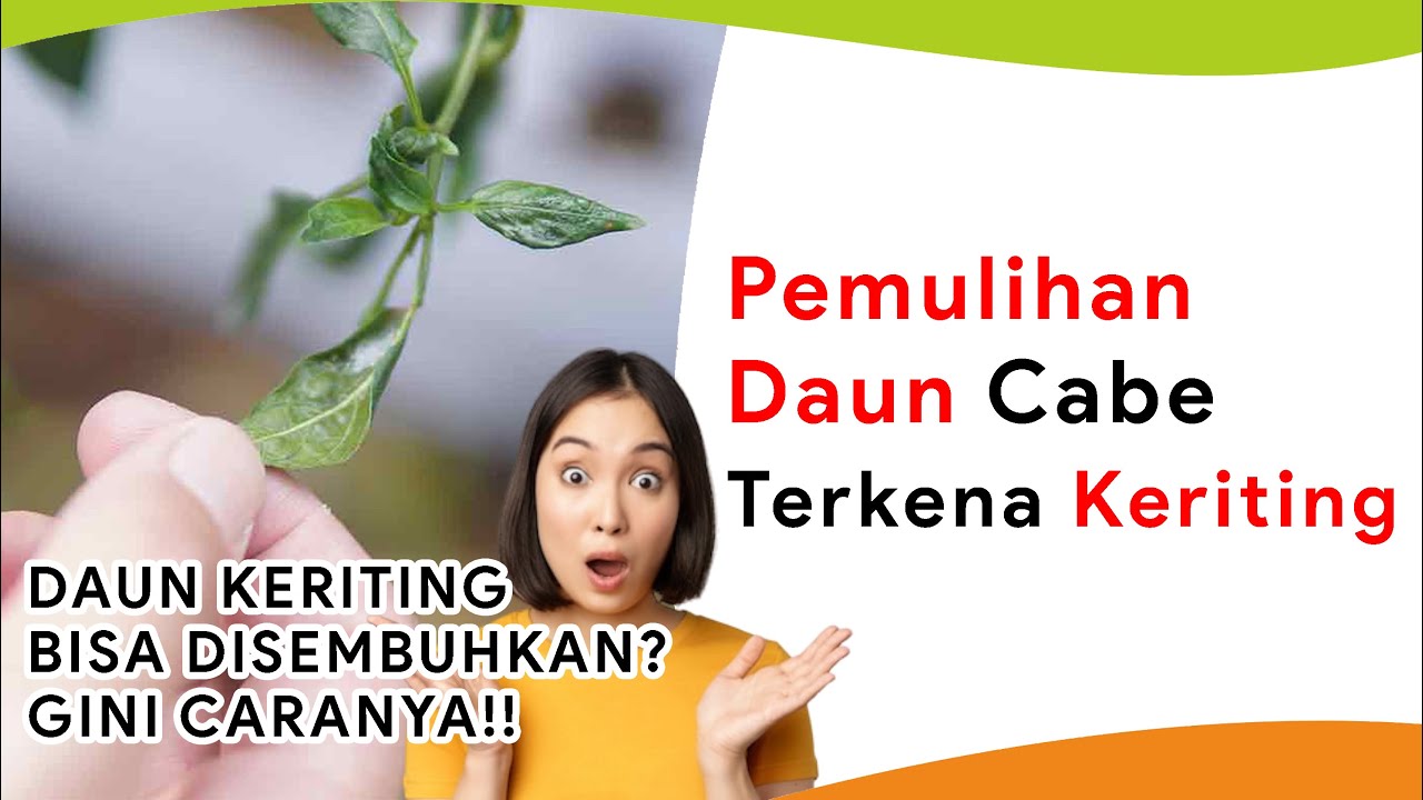 Pemulihan Pasca Serangan Keriting Daun Cabe
