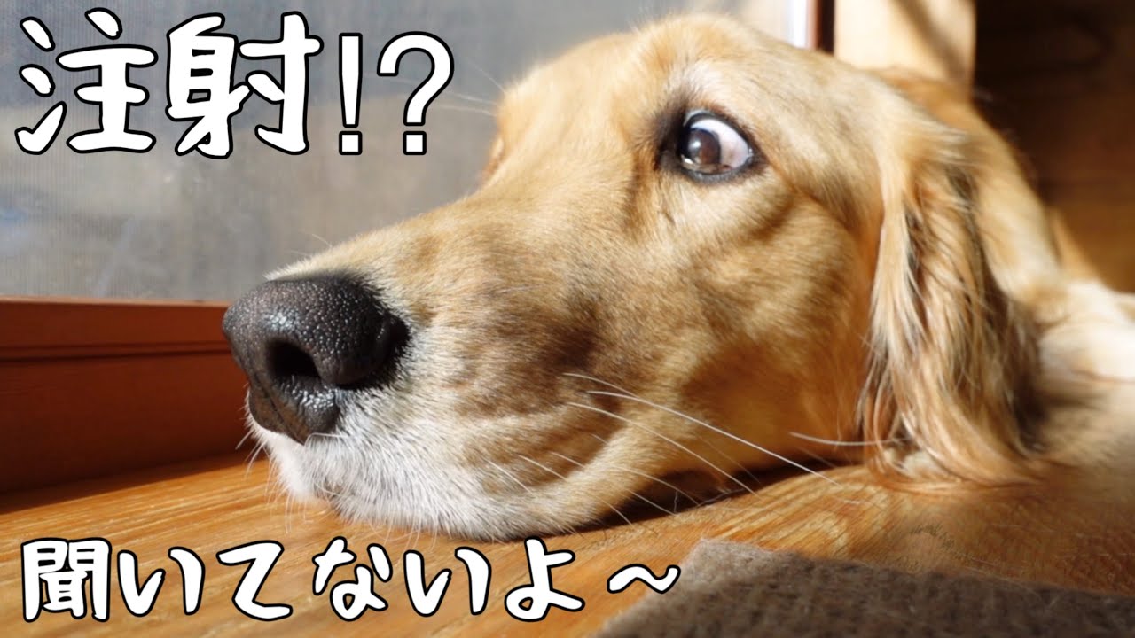 【大型犬1歳のいる生活#23】狂犬病ワクチン接種したドキドキの1日