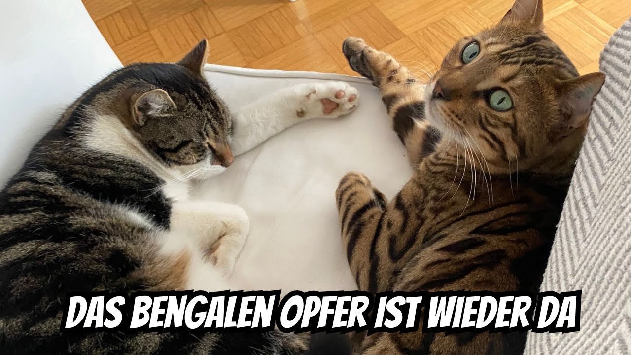 Fast 6 Tage hat sich dieser Bengal Kater nicht blicken lassen..