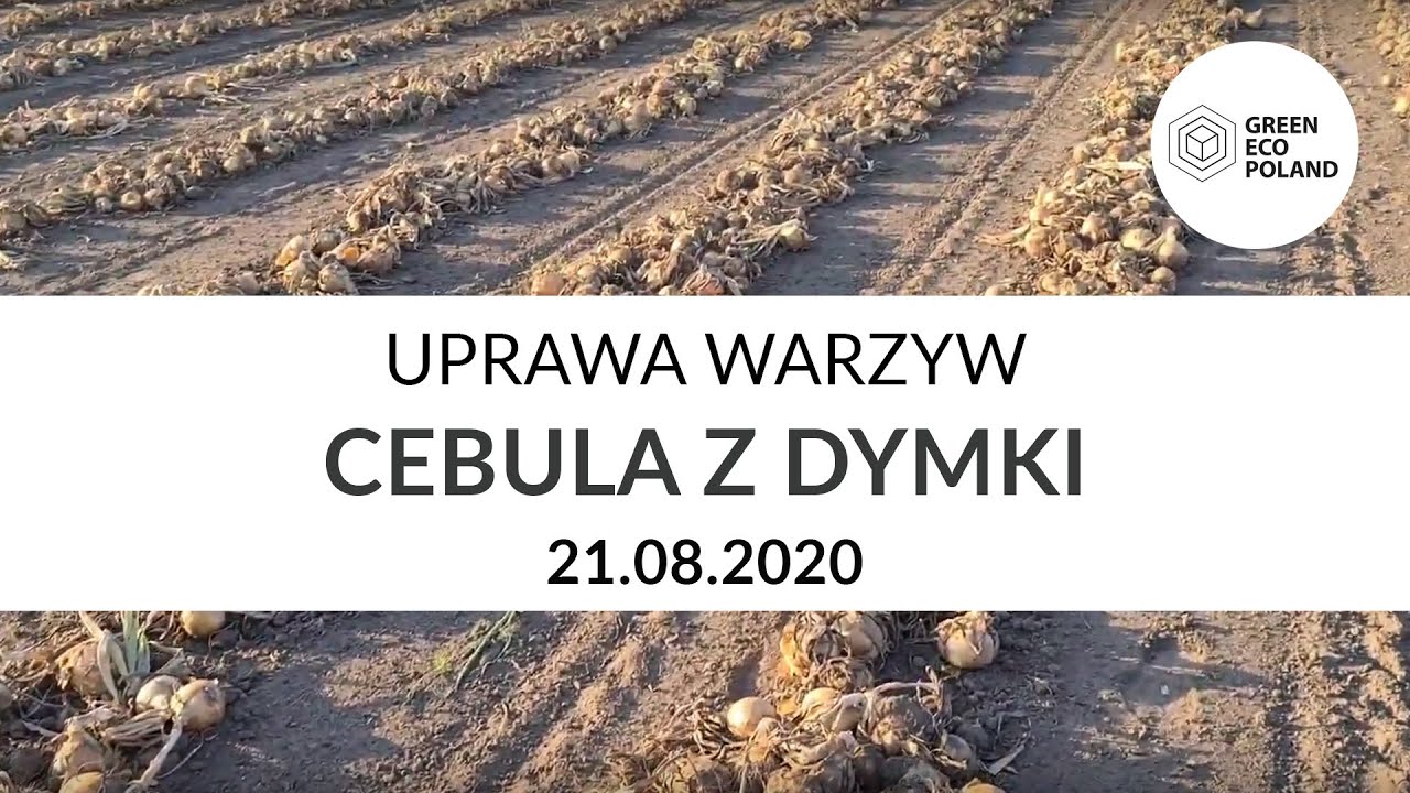 Uprawa warzyw CEBULA z dymki - ostatnie chwile przed zbiorem