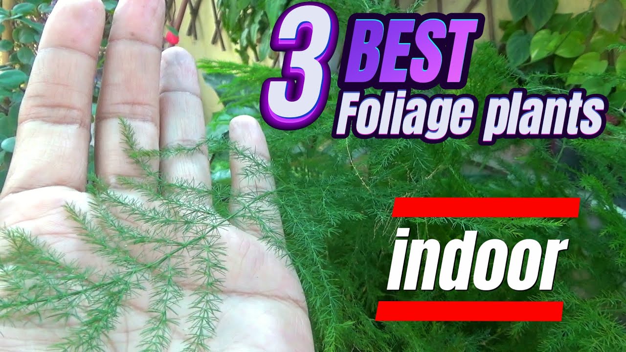 Top 3 Indoor Foliage Plants for Home | Plumosa Fern Care Tips | Lovely Houseplants