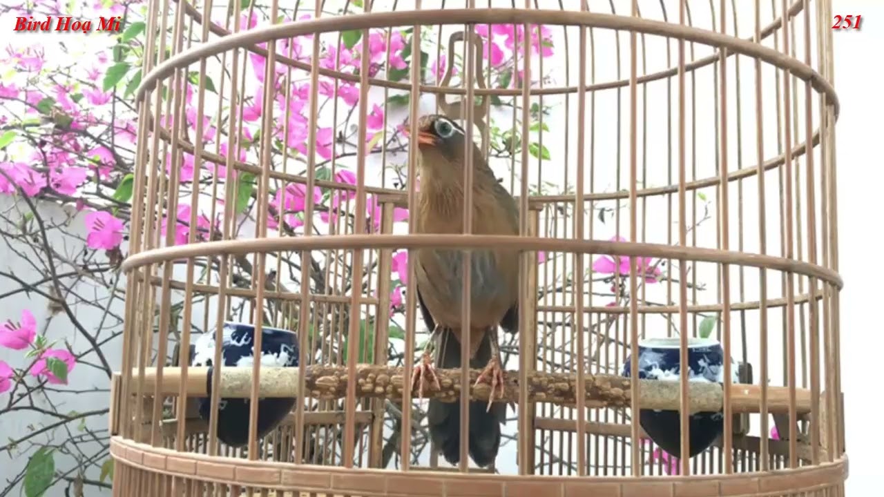 Hoạ Mi Hót Xung Căng Mau Mỏ