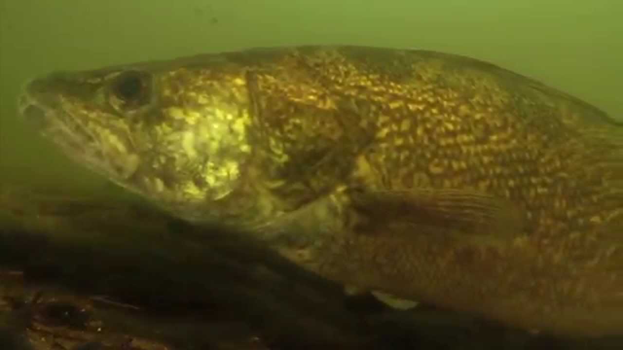 Aqua-Vu Presents High Definition Underwater Video!