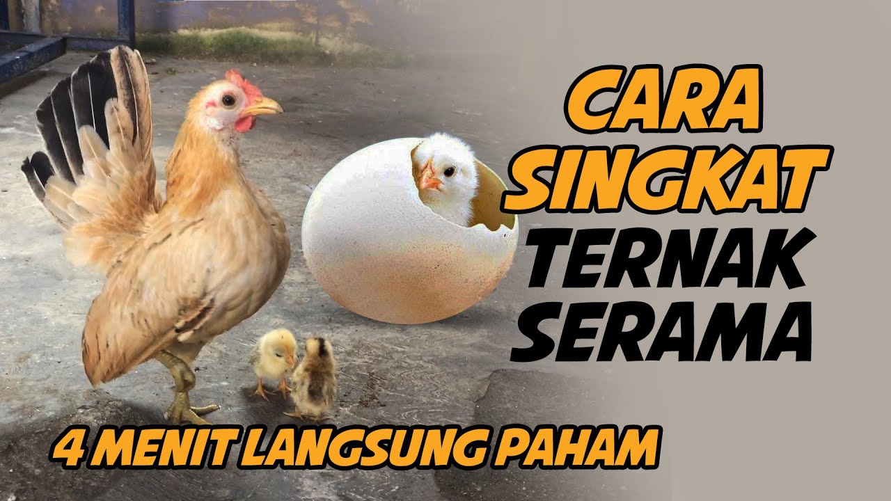 CARA MUDAH TERNAK AYAM SERAMA, DARI KAWIN HINGGA MENETAS