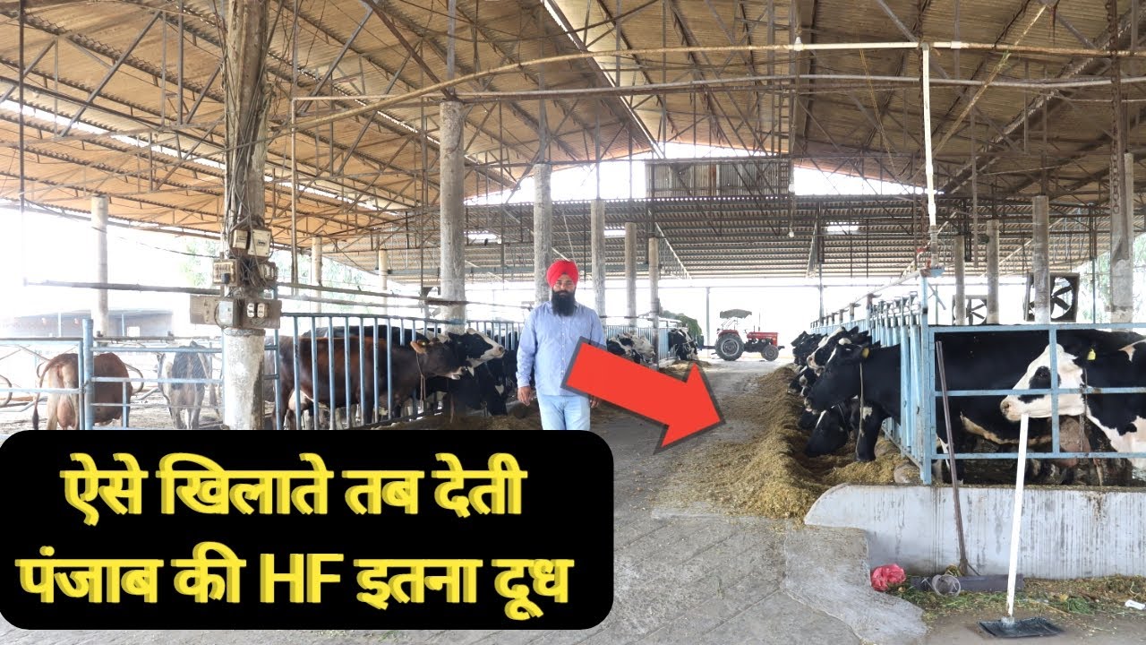 5 स्टार डेयरी फार्म |Top Hf cow's feed management | Hf cow dairy farm in India | Dairy farming |