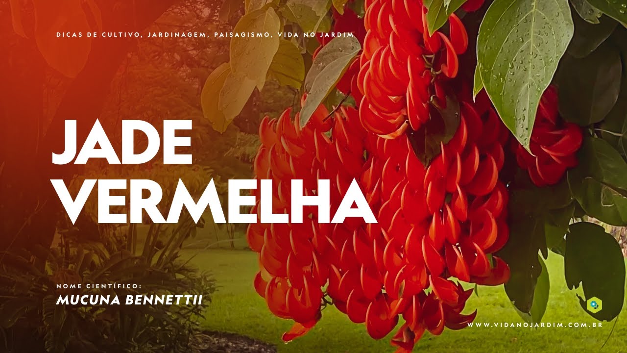 TRANSFORME seu JARDIM com a TREPADEIRA JADE VERMELHA -  Dicas de CULTIVO e CUIDADOS