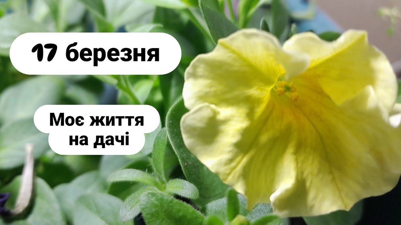 Моє життя на дачі 17 березня. 