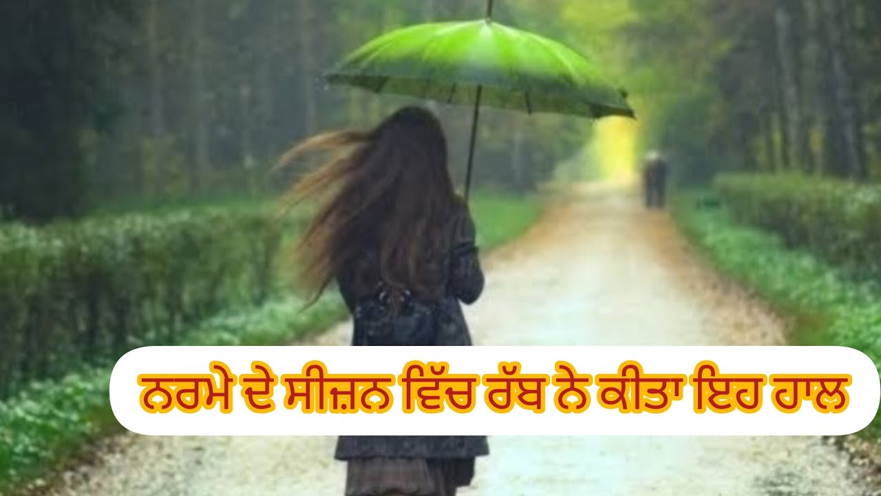 ਕਲ ਰਾਤ ਤੋਂ ਹੋ ਰਹੀ ਬਰਸਾਤ ਸਿਰਸਾ ਜਿਲ੍ਹੇ ਦੇ ਪਿੜਾਂ ਦੀਆਂ ਨਰਮੇ ਦੀਆਂ ਫ਼ਸਲਾਂ ਹੋਰ ਆ ਖਰਾਬ