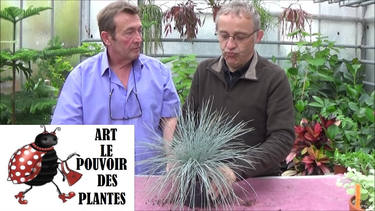 chaine tv de Jardinage: festuca bleue: Comment faire la Culture et Division:  Plantes vivaces