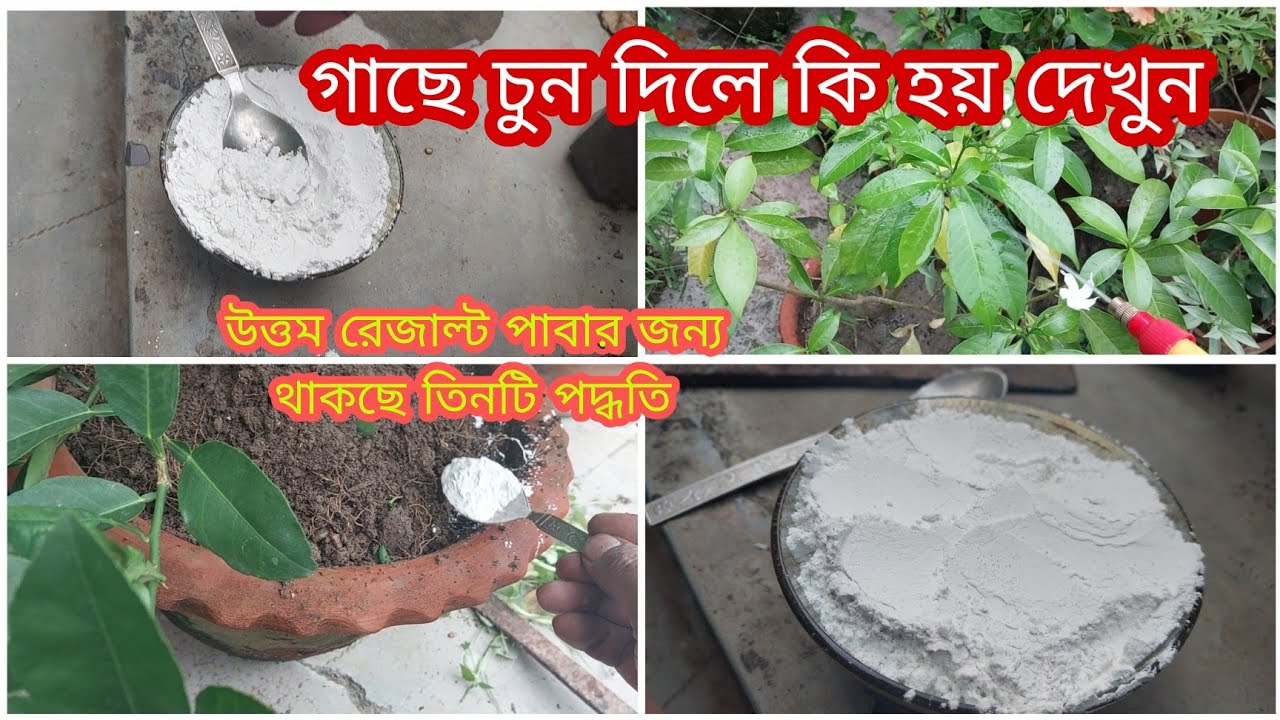 গাছে চুন দিলে কি হয় দেখুন।। টবের মাটিতে কিভাবে দেবেন চুন থাকছে তিনটি পদ্ধতি।। Unknown use of lime