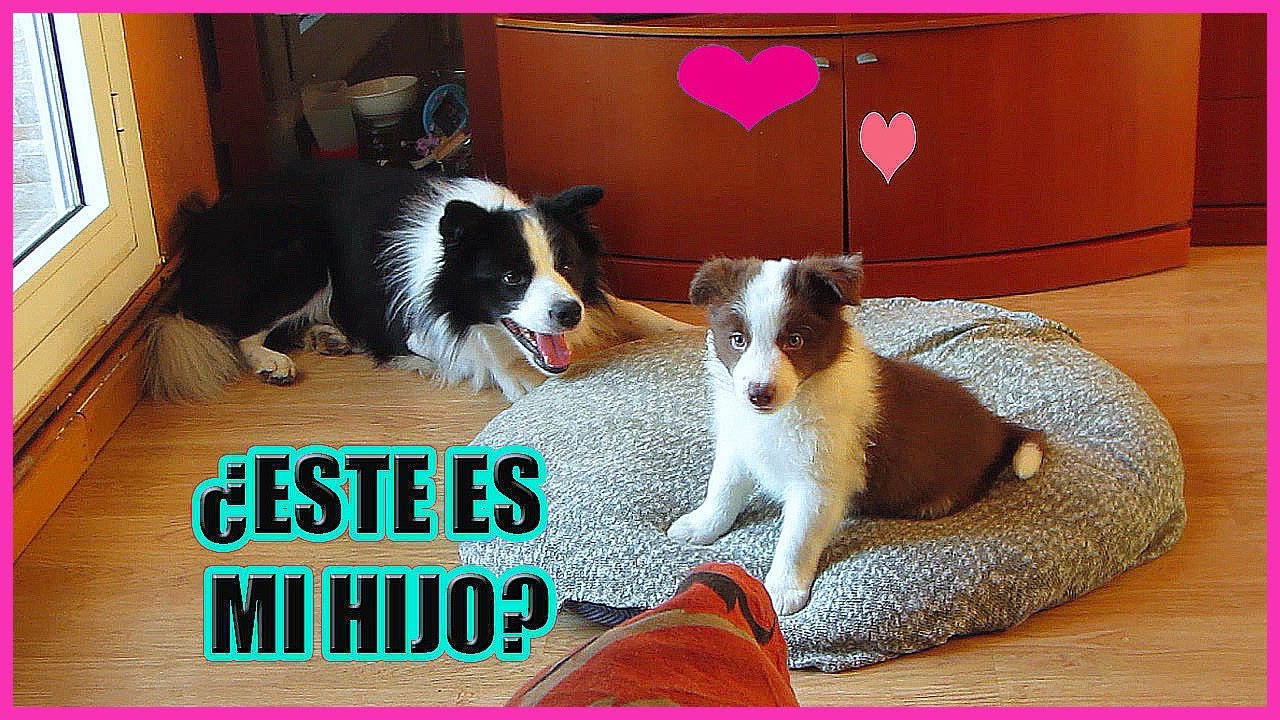 BORDER COLLIE CACHORRO🥰. Mi perro tiene Cachorros y NOS QUEDAMOS uno😍