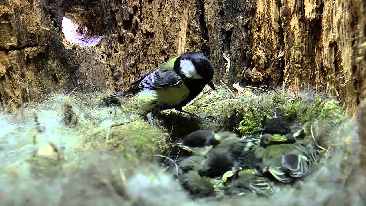 La vie des oiseaux 2015 20mn   1280x720