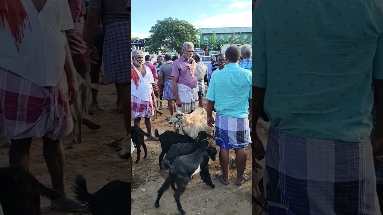 Namakkal aatu sandhai 😍😍 #goat #goats #goatfarming #goatfarm #farming #farm #farmer #animals #shorts