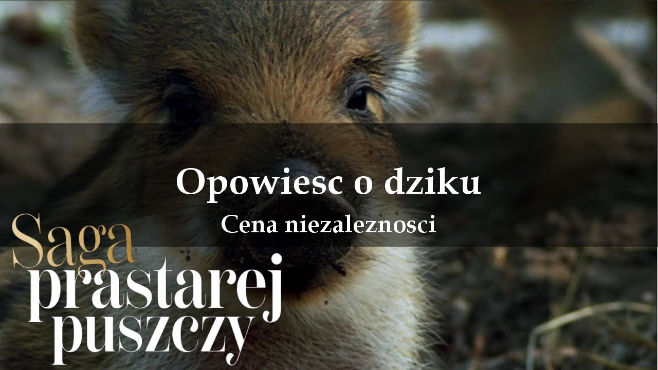Saga prastarej puszczy 06 Opowieść o dziku Cena niezależności