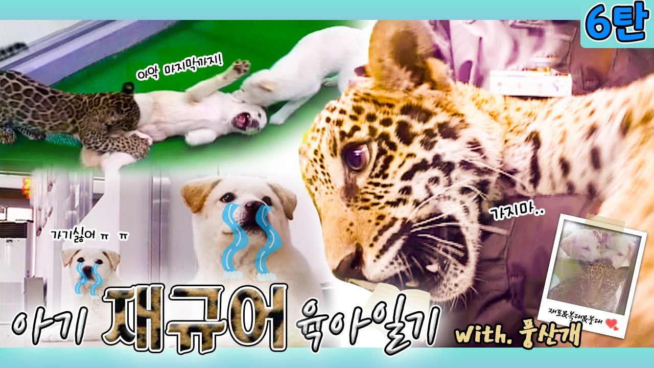 👶🏻아기 재규어 육아일기 6탄🐆 [KBS대/세/남 With Animals] / KBS 방송