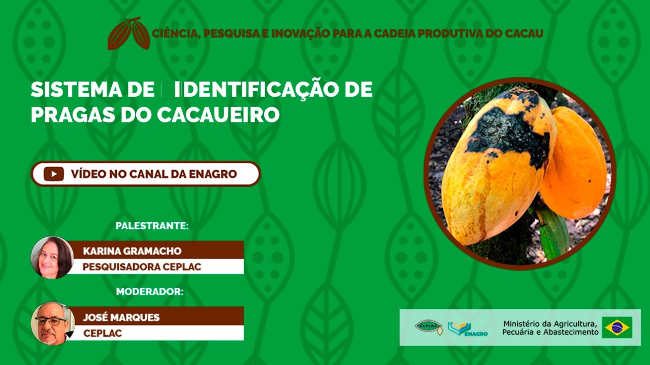 CEPLAC | Projeto Pesquisa, Ciência e Inovação para a Cadeia Produtiva do Cacau