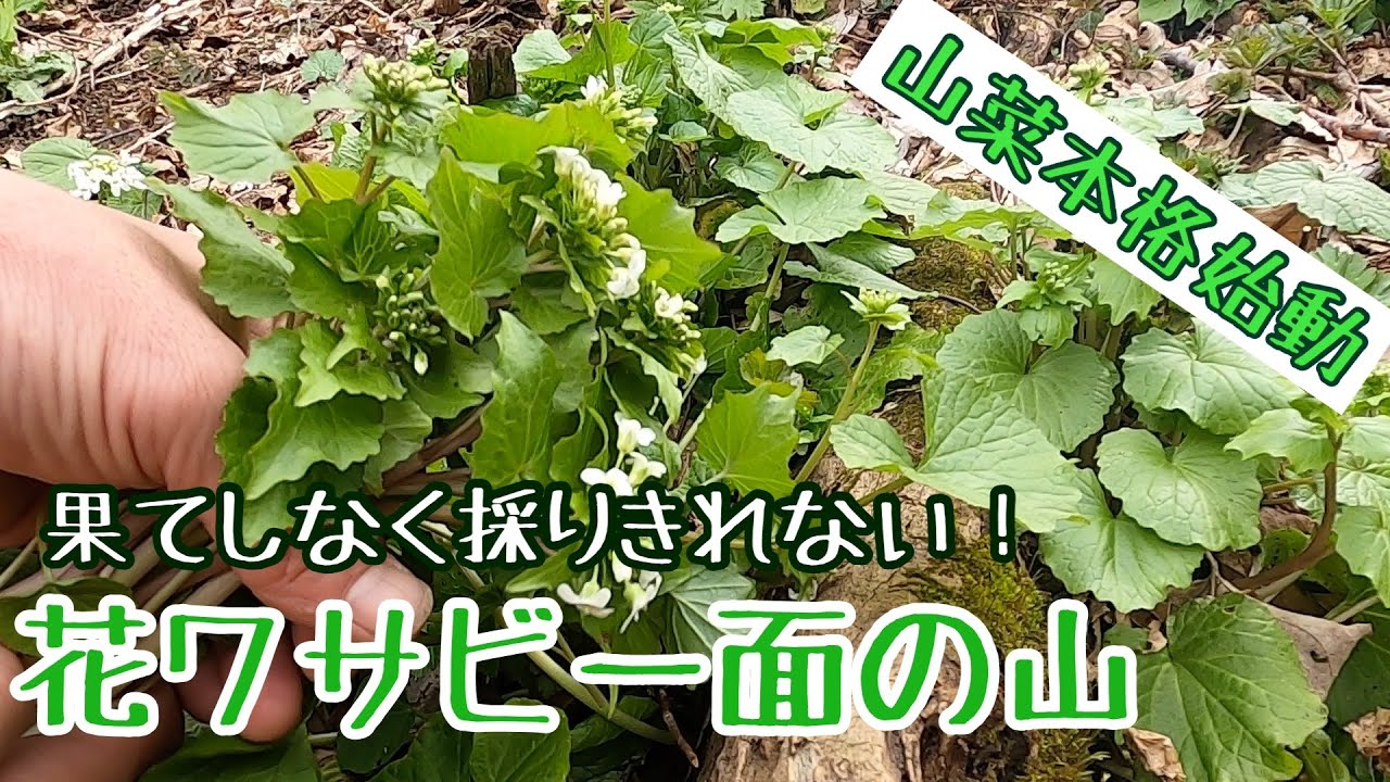 採りきれないほど花ワサビ一面の、じゅうたん山に嫁と葉ワサビ採り【前編】