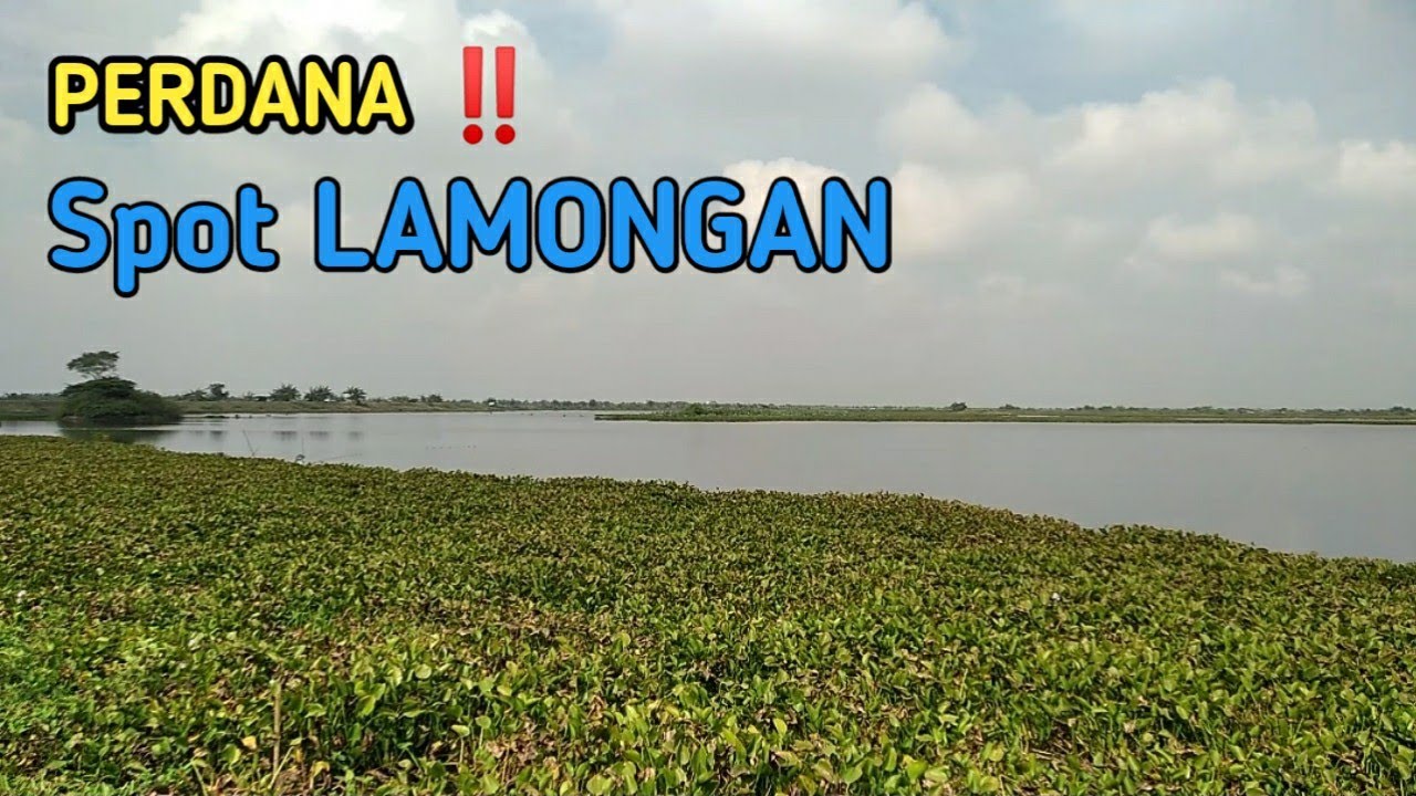PERDANA ‼️ Mancing LAMONGAN Dikasih Gemuk Gemuk