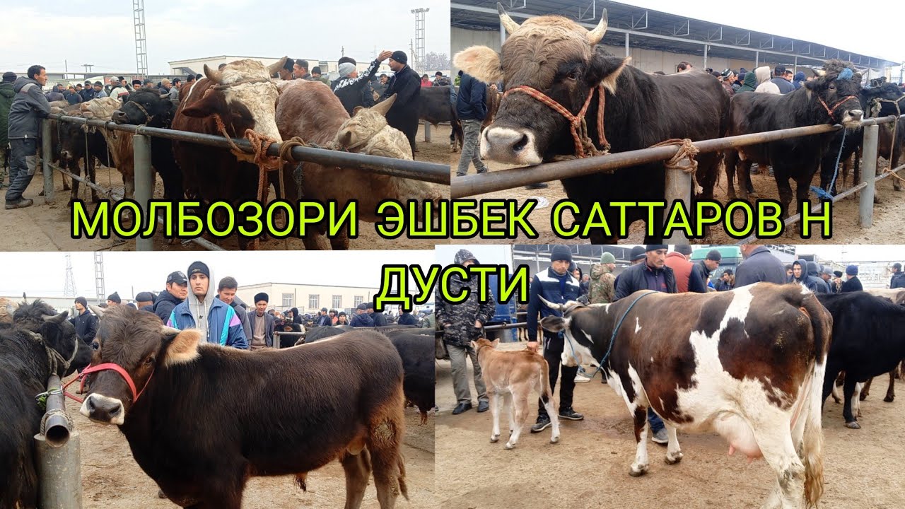 МОЛБОЗОРИ ЭШБЕК САТТАРОВ Н ДУСТИ 07.12.2025. г