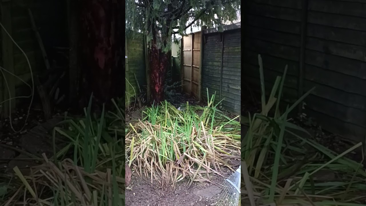 Squirrel, sparrowhawk and stress.