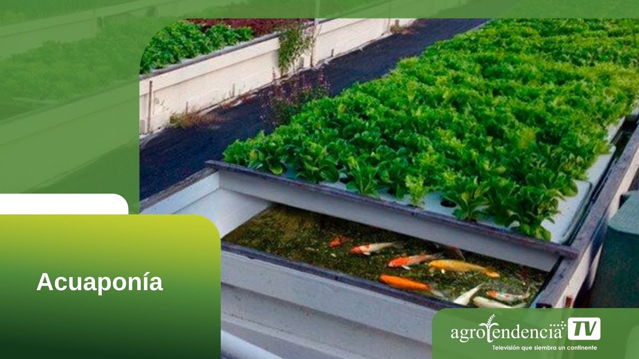 ACUAPON&Iacute;A EN 2 MINUTOS