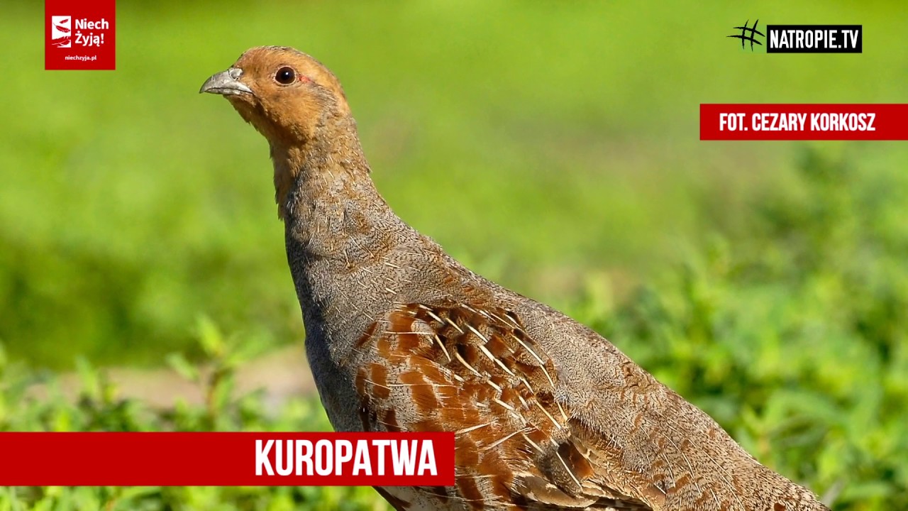 #niechżyją kuraki!