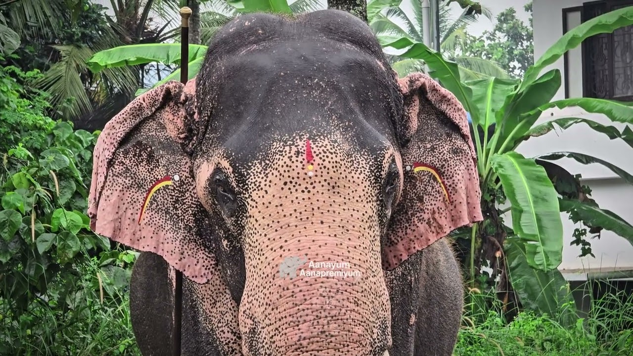 💔മാവേലിക്കര ഗണപതി 🌹