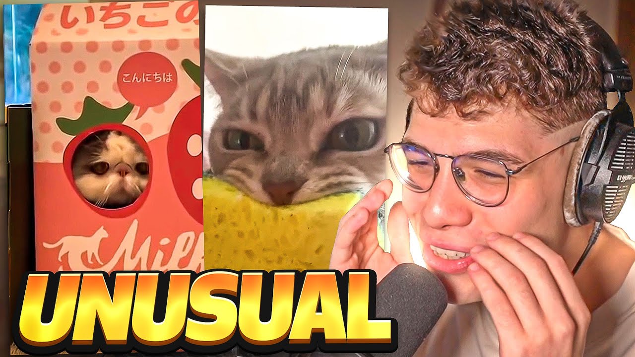 que bien me cae este gato 😊