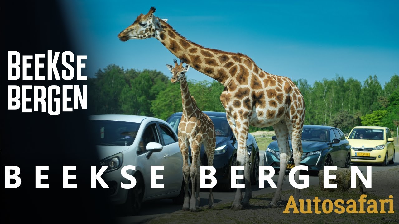 Op autosafari in Safaripark Beekse Bergen 2025 🚗🦁🌿