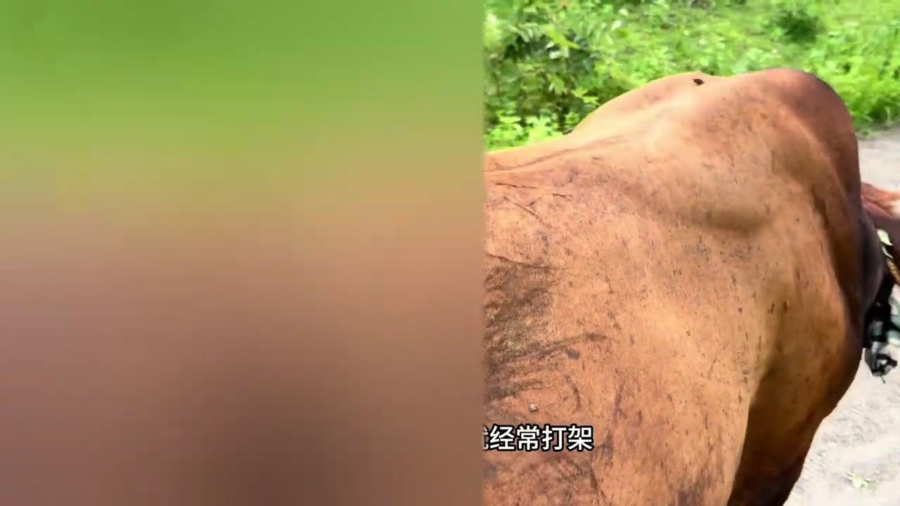赣州宁都盘了2头牛，一个怀孕大公牛，一个犟牛，有花露水吗？#我的乡村生活 #返乡创业青年 #牛🐂