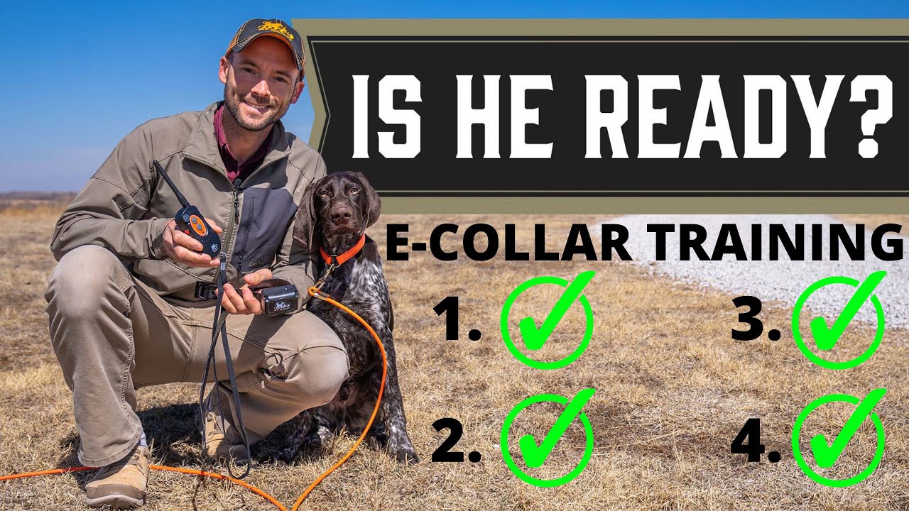 ECOLLAR Training are YOU and your DOG ready?