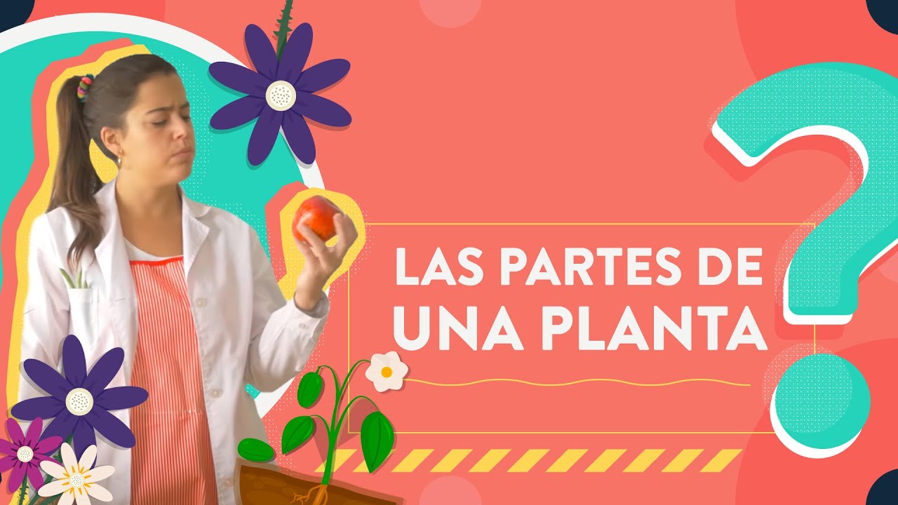 Las partes de una planta