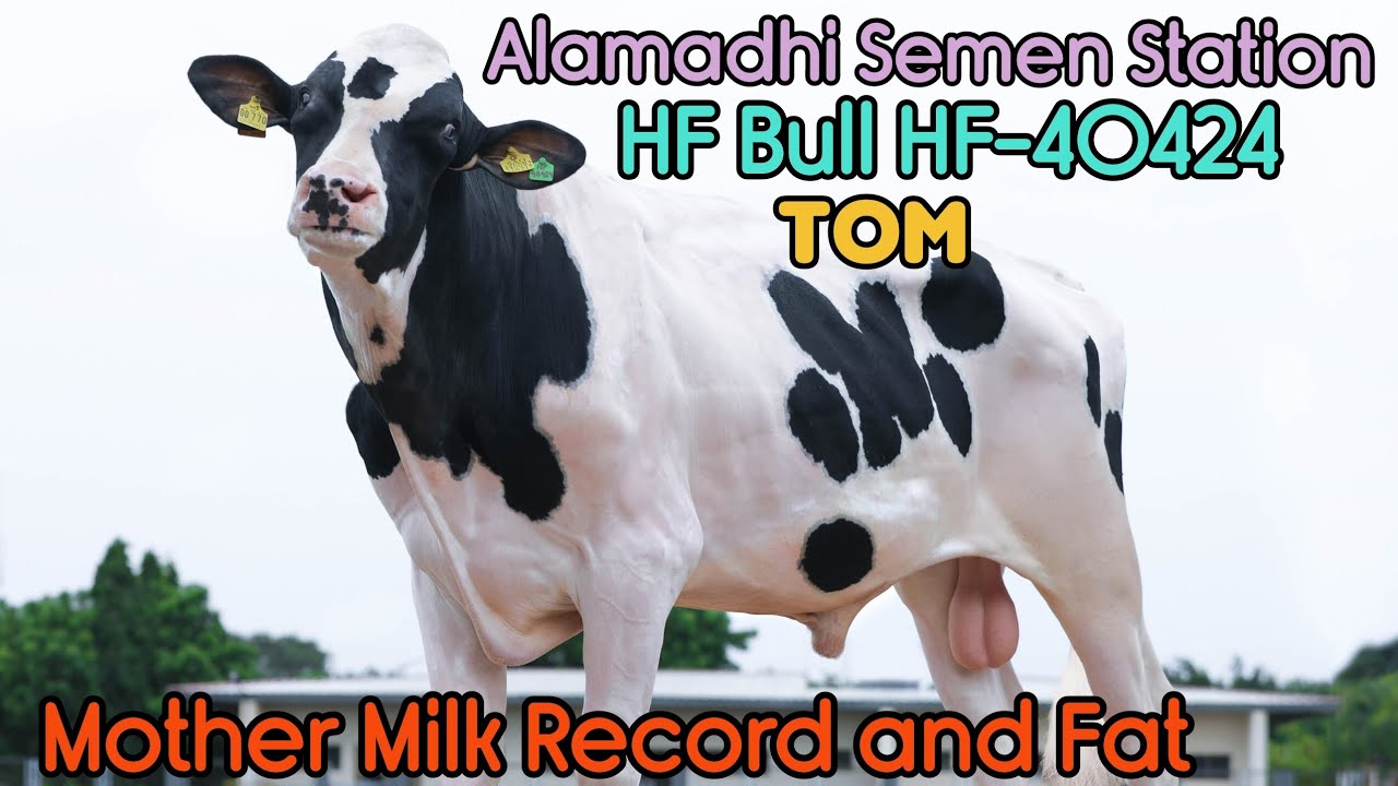 Alamadhi Semen Station HF Bull HF-40424 TOM Mother Milk Record and Fat ! #Hf #bull #top #cow #abc 