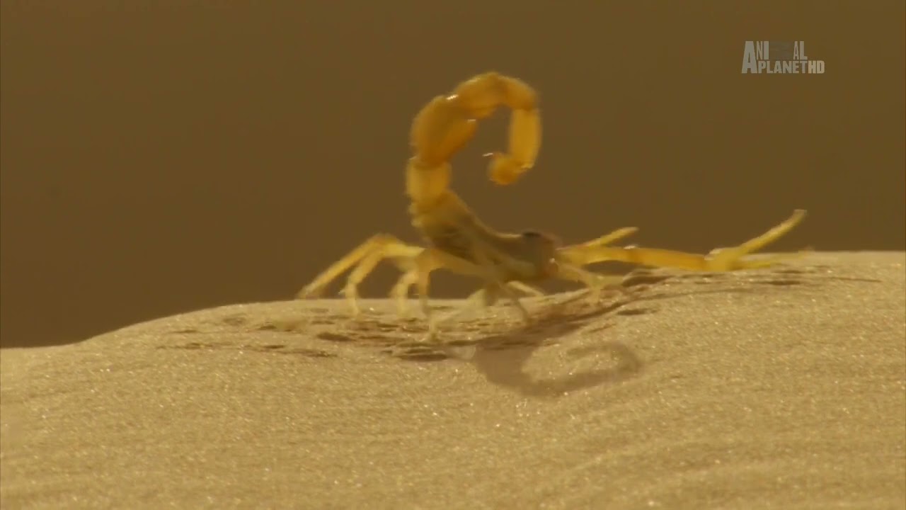 Природа ближнего востока. Аравия земля миражей. Док фильм Animal Planet HD.