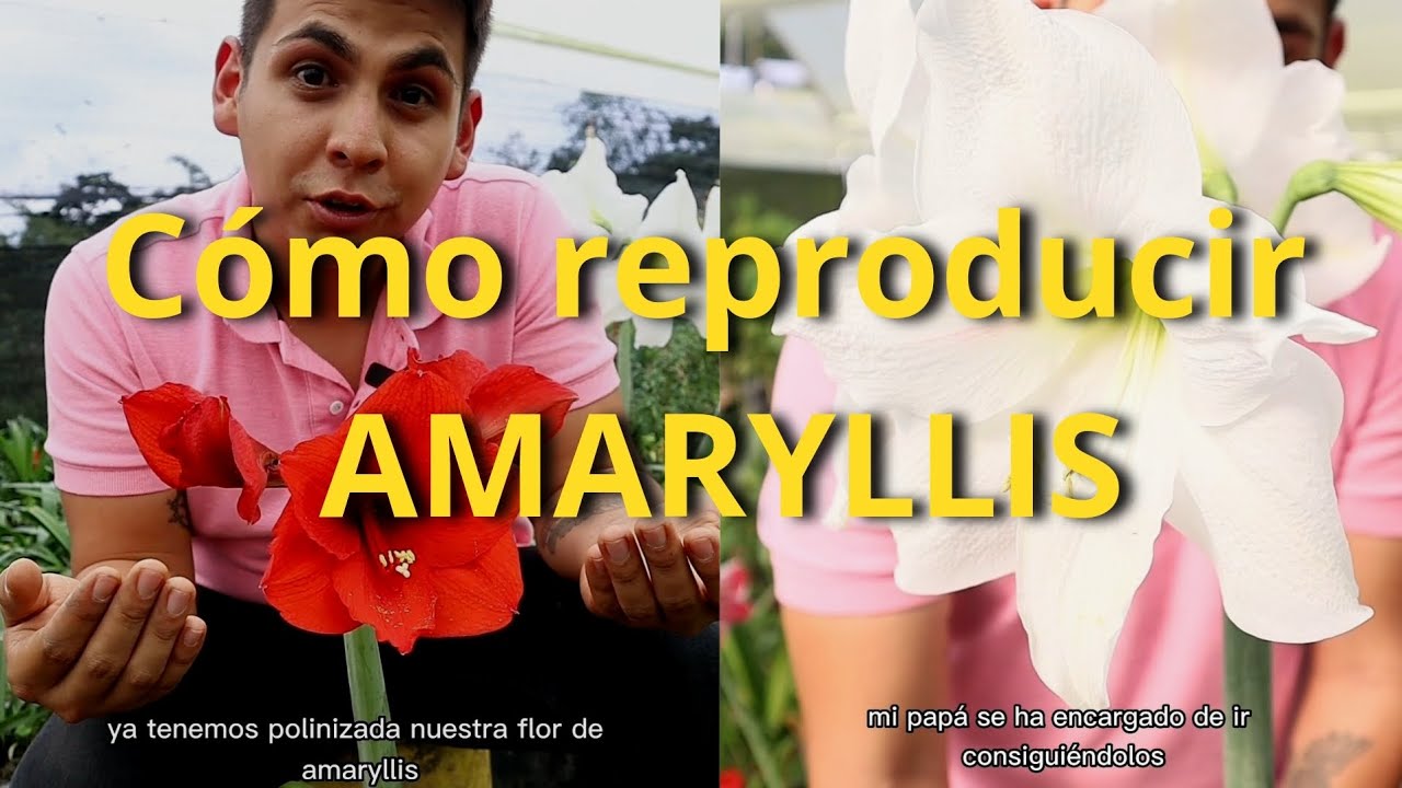 C&oacute;mo reproducir plantas de AMARYLLIS 🌺✨️ aprende a propagar y multiplica tu jard&iacute;n