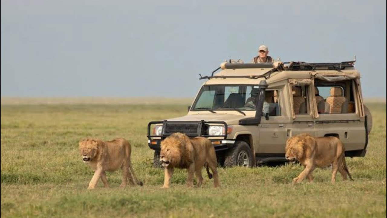Chacha Serengeti shall never die