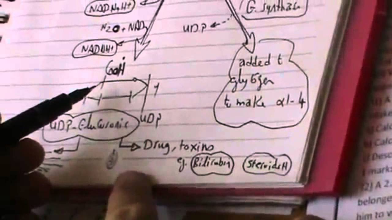 Bio Revision | Dr.Ayman