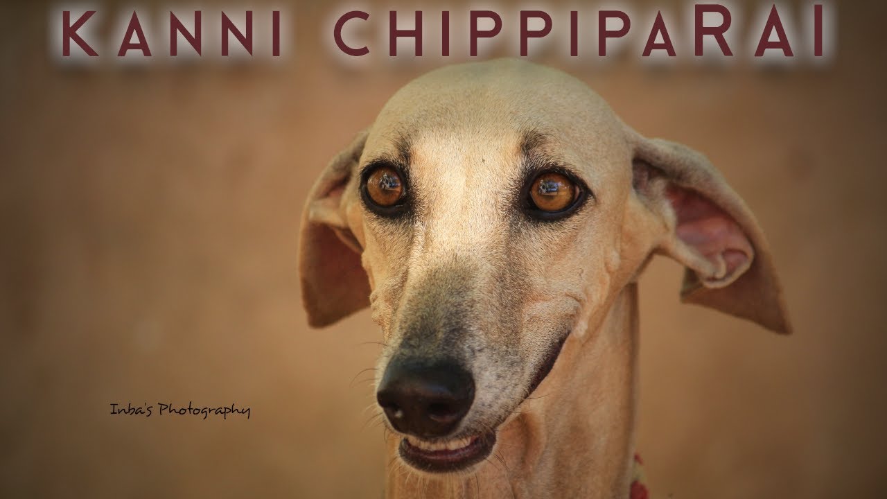 kanni - Chippiparai | கன்னி சிப்பிப்பாறை | Storyboard