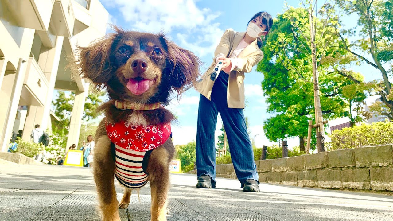 ワンちゃんとお散歩🐶公園でお友達できるかな？【チワックス ぷんた】
