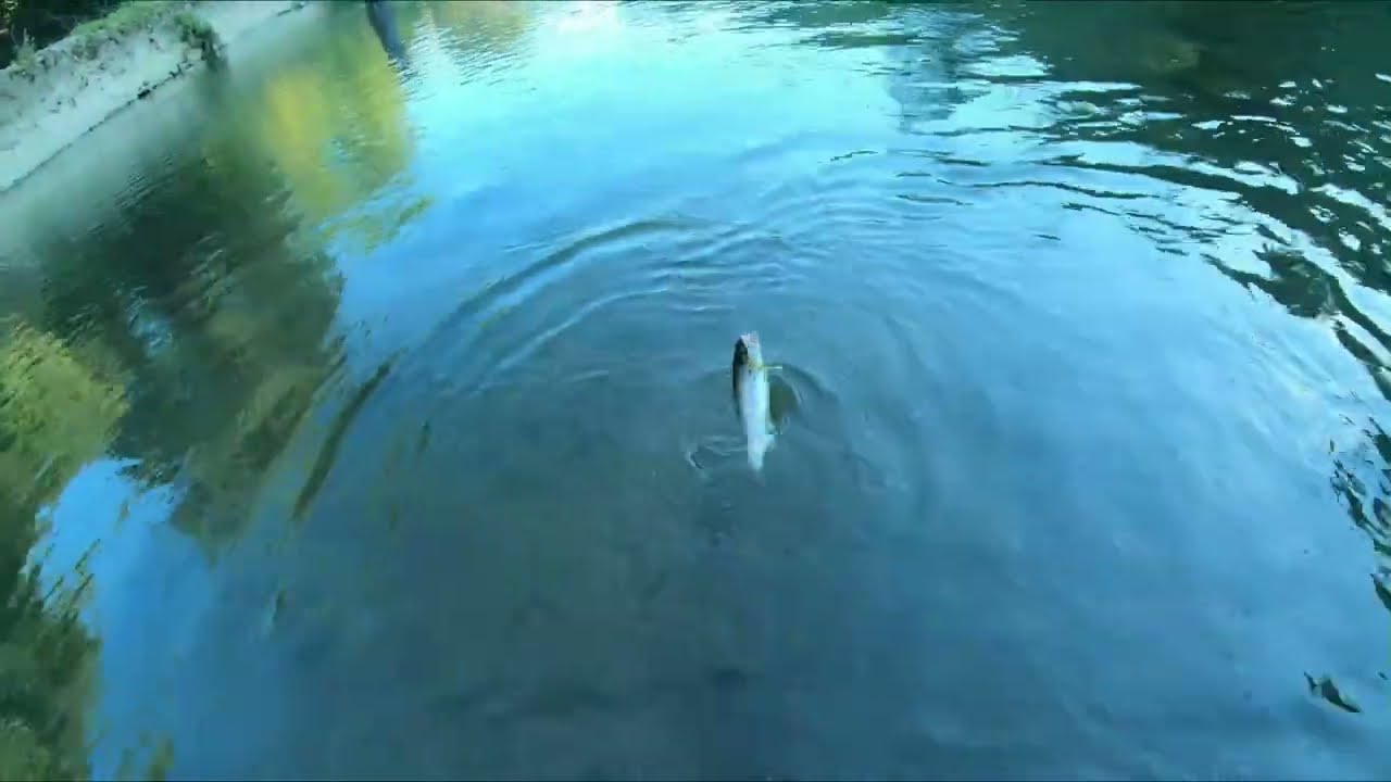 Una tarde de Sereno a mosca seca