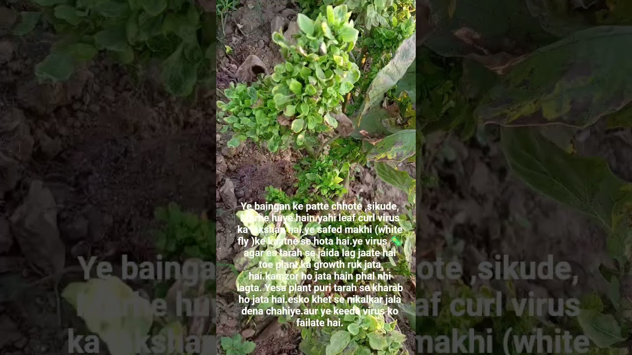 #viralvideo