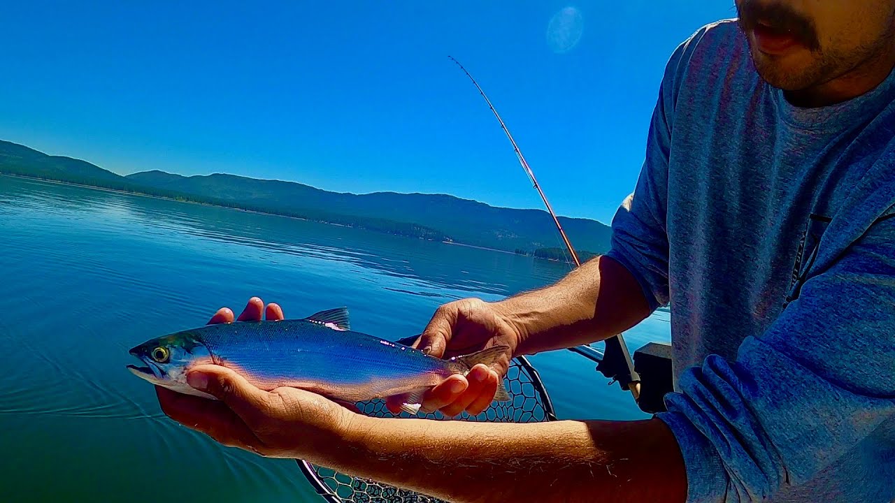 KOKANEE FISHING (Red Hot Action!)